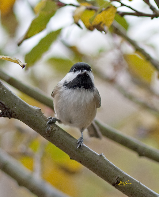 Black Capped Chickadee